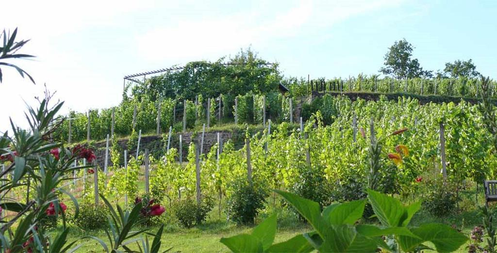 Ferienwohnung Weingut Mariaberg Meißen Exterior foto