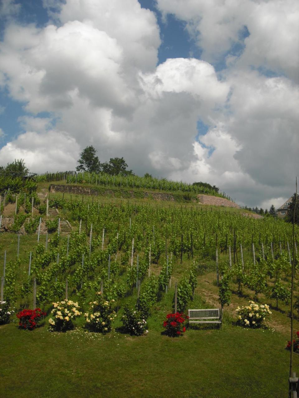 Ferienwohnung Weingut Mariaberg Meißen Exterior foto
